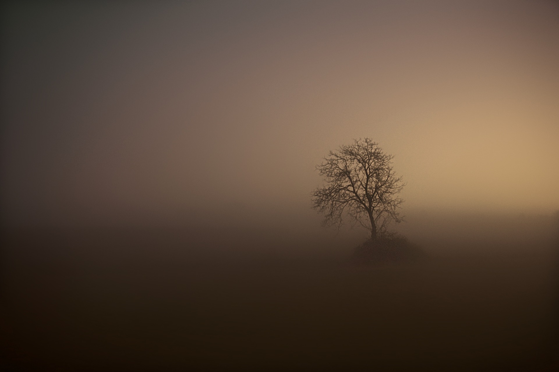 tree in fog